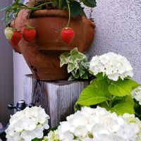 アジサイ,イチゴ,紫陽花,四季なりイチゴ　デリーズ,ガーデニングの画像