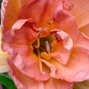 ヘメロカリス ダブルドリーム,花のある暮らし,大事に育てたい,キュンキュン乙女倶楽部,うどん県人会の画像