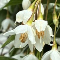 エゴノキ,雑木林,花壇,ガーデニング,満開の画像