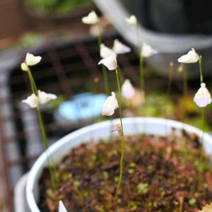 ウトリクラリア・リビダ,ムシトリスミレ スマイリングビューティー,食虫植物,ジメジメ,小さな庭の画像