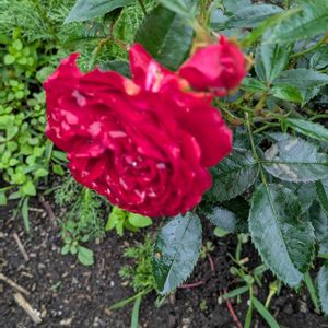 GSに感謝。,咲いてくれてありがとう❤,お花のある暮らし,ばら バラ 薔薇,真っかな火曜日の画像