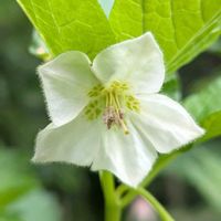 ホオズキ,鬼灯,酸漿,雑草,山野草の画像