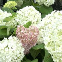 アナベル,お花,やっぱり白花,玄関外側の画像