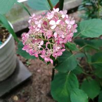 花のある暮らし,四季の彩り,夏庭♥️,夏の風景♥️,巡る季節♥️の画像