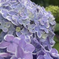 紫陽花,紫陽花 ありがとう,花のある暮らしの画像