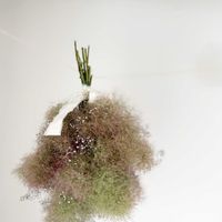 スモークツリー・ヤングレディ,ナチュラルガーデン,ジャンクガーデン,花のある暮らし,緑のある暮らしの画像