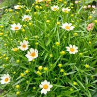 エキナセア,夏のお花,花のある暮らし♡の画像