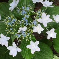 アジサイ 隅田の花火,地植え,花のある暮らし,ありがとう❤️,お花だい好きの画像