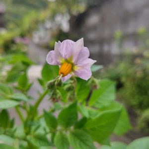 大玉トマト,ジャガイモの花,えんどう豆,トマト桃太郎,トマトの花の画像