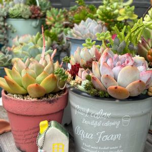 寄せ植え,多肉寄せ植え,GS日和,庭の画像