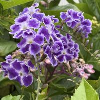 デュランタ,手作り,可愛い〜♡,紫の花,花のある暮らしの画像
