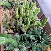 十二の巻,ヒモサボテン,キンエボシの画像