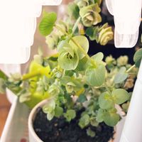 オレガノ,足利フラワーパーク,のびのび,バラみたい,花オレガノの画像
