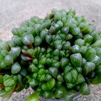 ハオルチア オブツーサ,たま　ﾊｵﾙﾁｱの画像