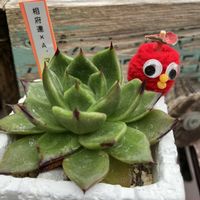 シャビアナ,相府蓮×マリア,45さんありがとう♡,ムック,KOHリメ鉢の画像