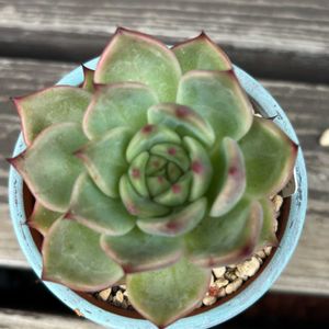 マリア,多肉植物,エケベリア属,成長,記録の画像