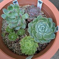 ジャスミン,センペルさん,ダークアイス,ピンククリスタル,多肉植物の画像