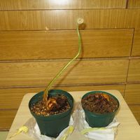 キンモウコウ,観葉植物,シダ植物,癒し,インテリアグリーンの画像