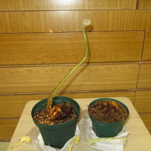キンモウコウ,観葉植物,シダ植物,癒し,インテリアグリーンの画像