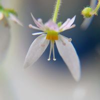 ユキノシタ,白い花,うなじショット,ナンチャッテマクロレンズ,２０２０年５月同期の画像