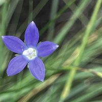 矢車菊,矢車菊,クチナシの蕾,クチナシの蕾,ヒメキキョウの画像