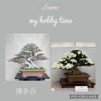 盆栽,サツキ盆栽,剪定,花季さつき展の画像