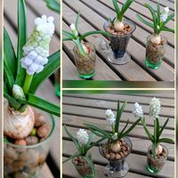 ムスカリ白・水栽培,水栽培,花のある暮らし,植物好き,自然の不思議の画像