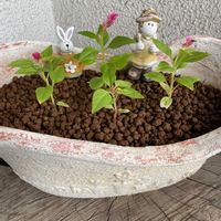 ケイトウ,ペチュニア,ベゴニアセンパフローレンス,ラベンダーグロッソ,インゲンの画像