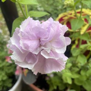 コリウス,ベゴニア,八重咲きペチュニア,宿根ガウラ
エメラインピンク,ペチュニア　ペチュリンの画像