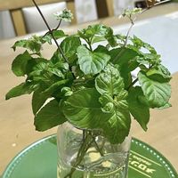 ミント,オレンジミント,いつも心に太陽を,小さな庭の画像
