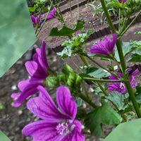 ウスベニアオイ,山野草,ハーブティー,多年草,今日のお花の画像