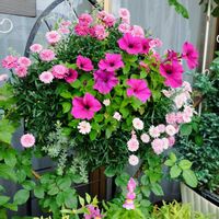 ペチュニア,ペチュニア,ボンザマーガレット,ボンザマーガレット,ピンクの花の画像