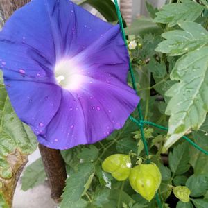 アサガオ,朝顔,フーセンカズラ,フーセンカズラ,夏の花の画像