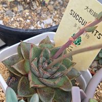 大和錦,多肉植物,多肉植物の花,多肉のある暮らしの画像