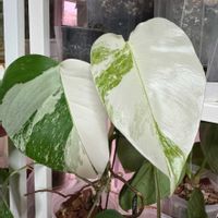 エバーフレッシュ,エバーフレッシュの花,エンジョイボタニカルライフ,グリーン！グリーン！グリーン！,モンステラ ボルシギアナ 斑入りの画像