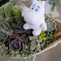 ブラックプリンス,多肉植物,多肉の寄せ植え,ベランダ多肉,ムーミンの日の画像