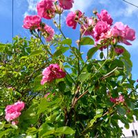 アブチロン,バラ アンジェラ,✨キショウブ☺️✨,可愛い❤,可愛いお花♡の画像