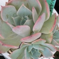 ラウレンシス×シャビアナペレグリナ,多肉植物,葉挿し,多肉寄せ植え,実生苗の画像