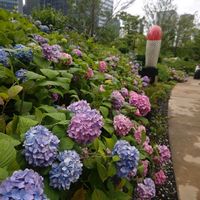 アジサイ,紫陽花,ヒューケラ,紫陽花　あじさい　アジサイ,グラングリーン大阪の画像
