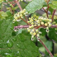 ノブドウ,ノブドウ,ノブドウの花,ノブドウの花,雨粒の画像