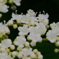 ガマズミ,ガマズミ,コアオハナムグリ,落葉,自生地の画像