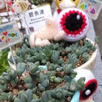 コキア,碧魚連,トキワシノブ,グリーンサンローズ,紫御殿の画像