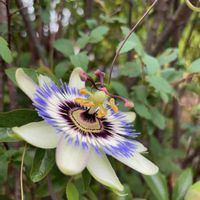 トケイソウ,パッションフルーツ,蔓性,果物の花,富山支部の画像