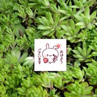 ツメレンゲ,イワレンゲ属,多肉植物,多肉植物の栽培,鉢植え栽培の画像