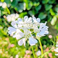 オルレア,お花,白い花,こぼれ種,白いお花の画像