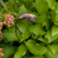 ギボウシ,鉢植え,庭の画像