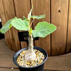 ウンカリーナ・ペルタータ,多肉植物,塊根植物,可愛い,成長記録の画像