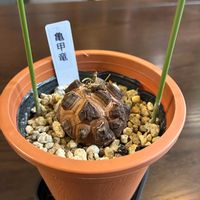 亀甲竜,丸坊主,和室の画像