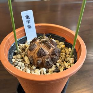 亀甲竜,丸坊主,和室の画像