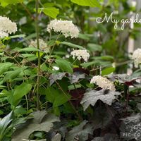 ヒューケラ,アナベル,癒しのお花,愛の花♡,ありがとうの花❣️の画像